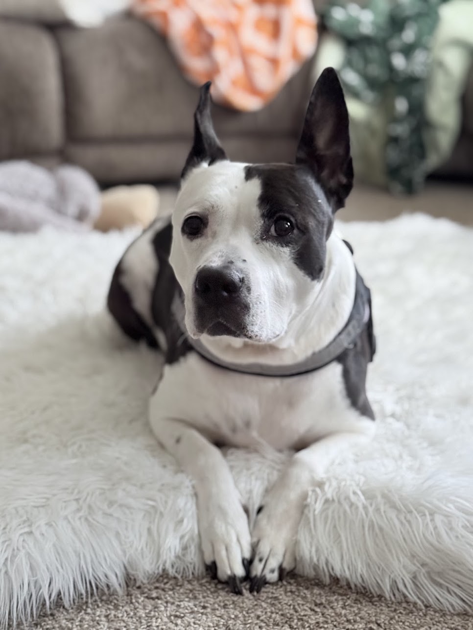Della, a past client's dog